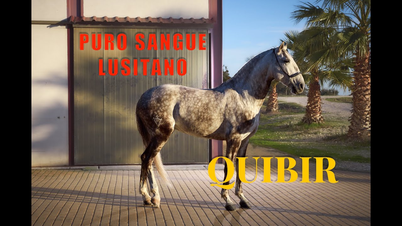 QUIBIR: A Elegância do Lusitano Cor Russa 🐎✨ | Coudelaria AP