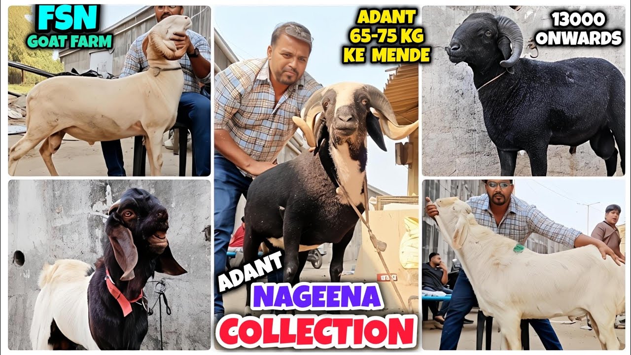 2026 Qurbani Ke Bade Size Me Adant Bakre & Mende in Wholesale Rate 🔥 | FSN Animals Goat Farm |