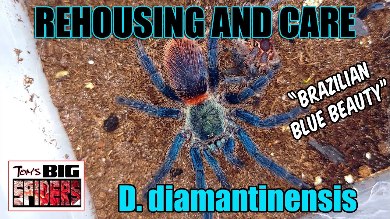 D. diamantinensis 