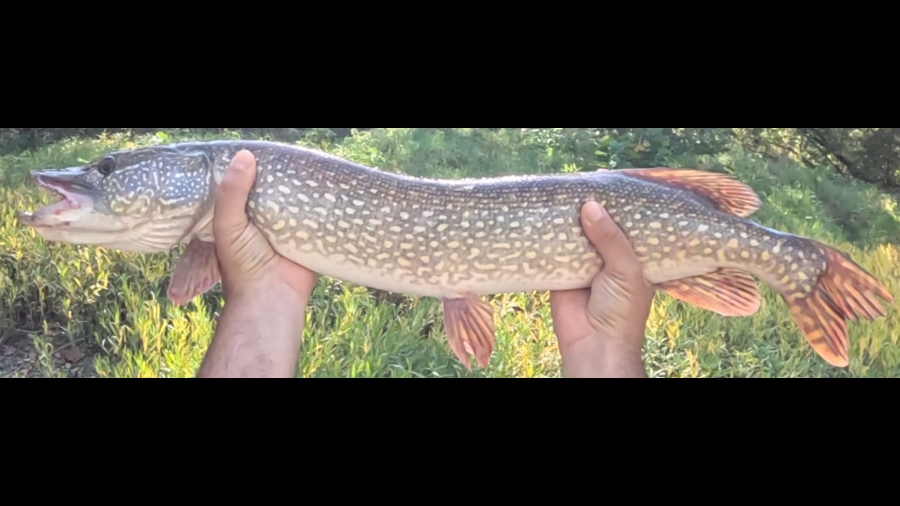 Nice multi-species day with a 33