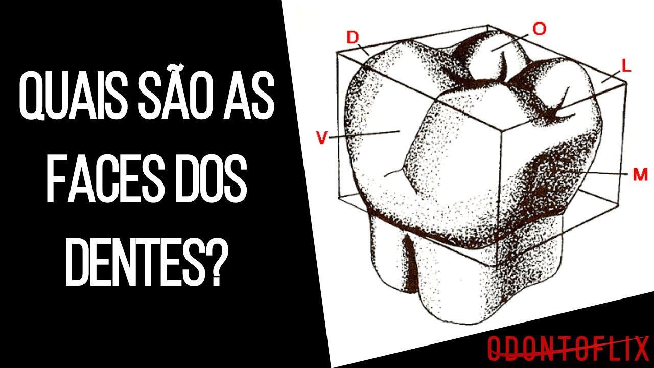Quais são as faces dos dentes? Odontoflix