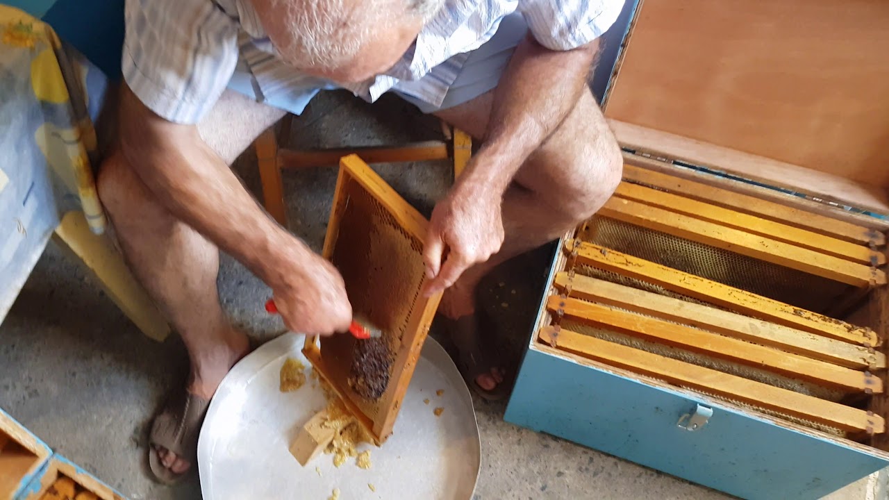 Τρυγος Θυμαρίσιου Μελιού στην Άνδρο Μέρος 3ο