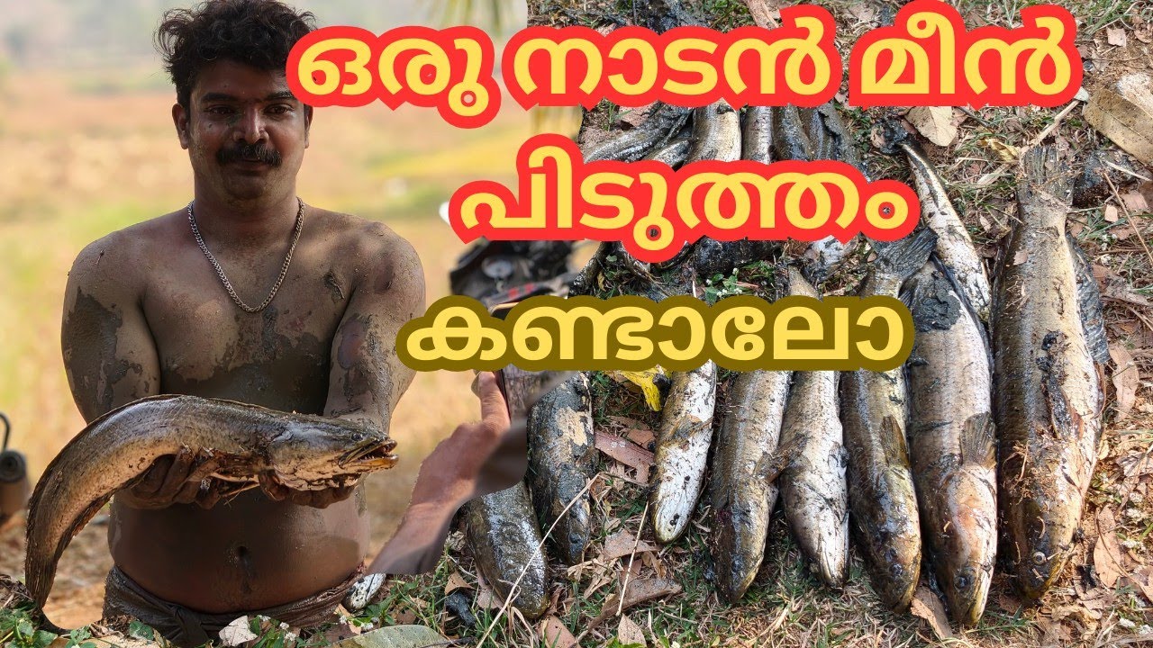 ഒരു നാടൻ മീൻ പിടുത്തം കണ്ടാലോ #kerala kerala #fishing #pondfishing #fishingvideo #village  
