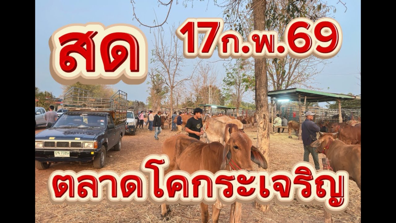 ชมบรรยากาศตลาดนัดโคกระบือโคกเจริญ อ.สว่าง จ.สกลนคร #ราคาวัววันนี้ 17/2/69