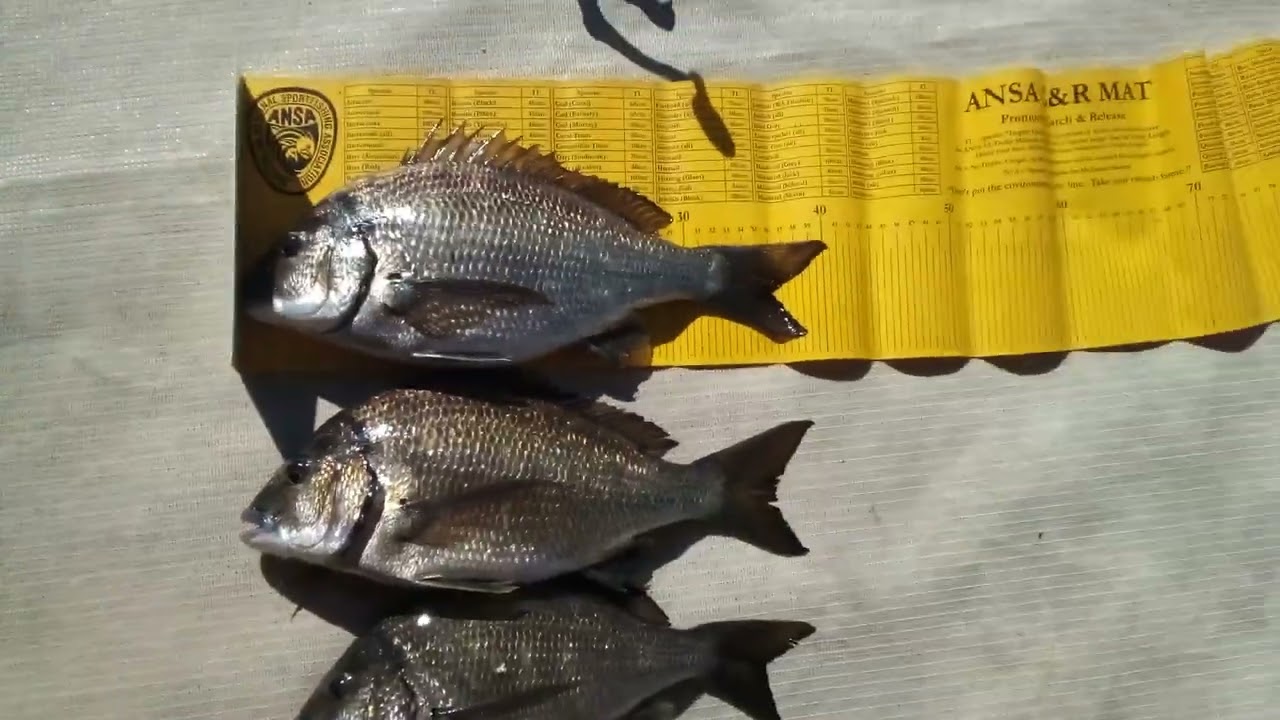 40cm Munglinup Bream