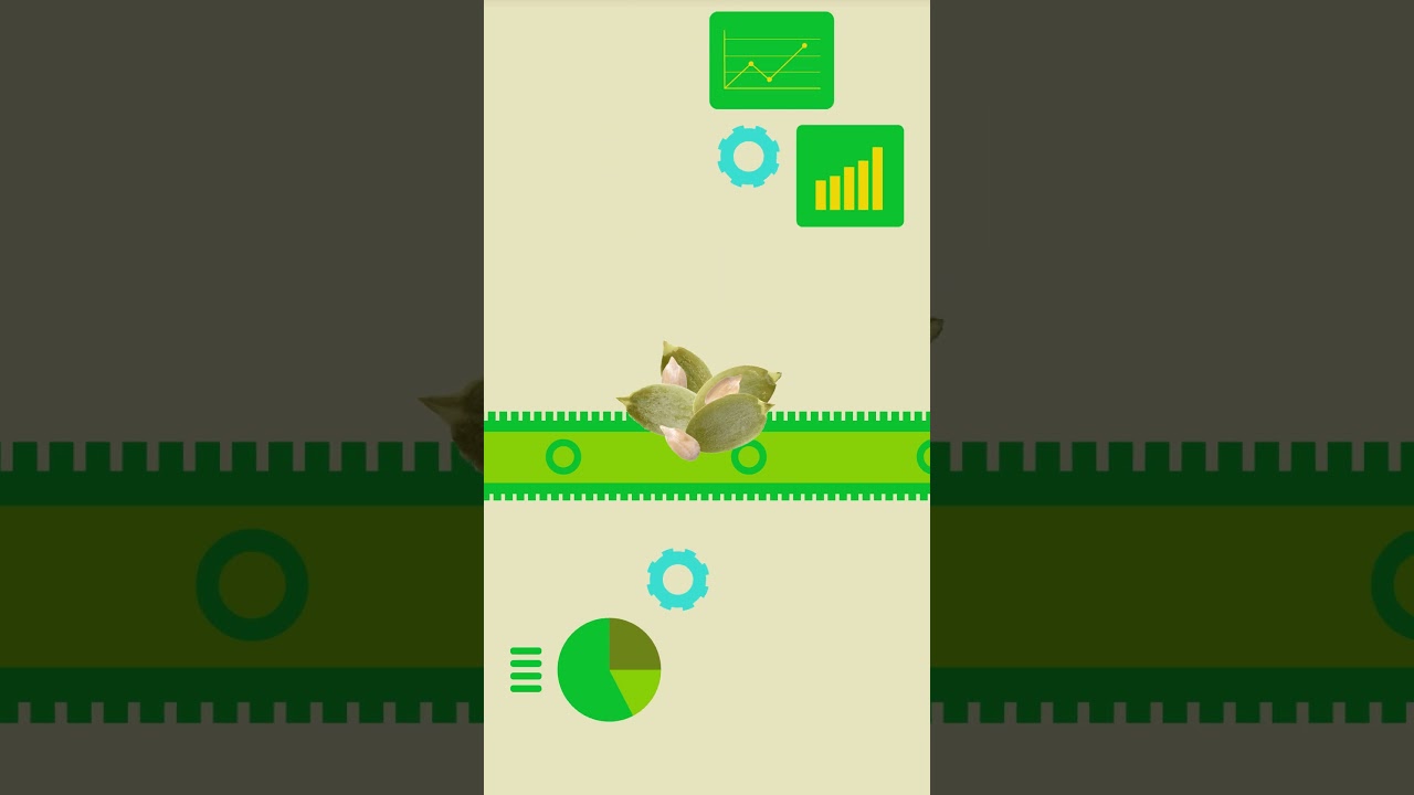 Go Raw's Sprouting Process #sprouting #sproutingseeds #pumpkinseeds #goraw