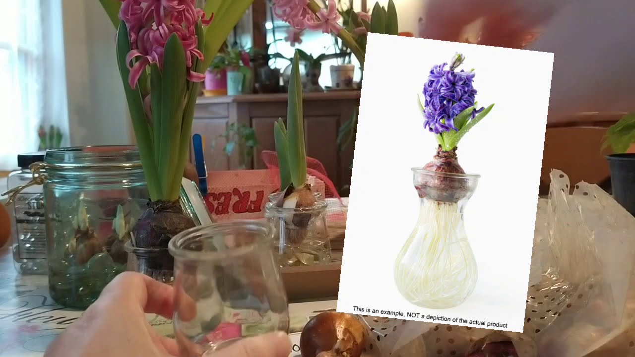 Faire pousser des bulbes de fleurs avec seulement de l'eau en hiver - amaryllis, tulipe, jacinthe...