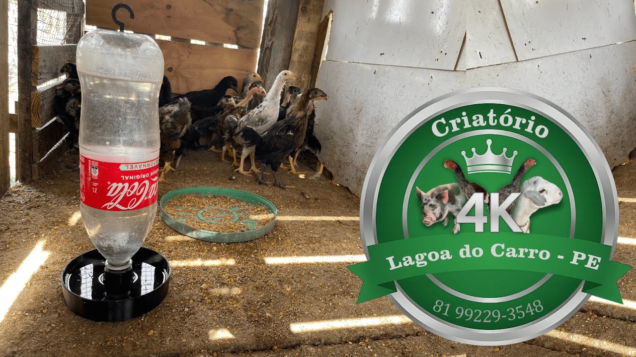 Bebedouro para Galinhas Automático com Garrafa PET 🐓 (Criatório 4K)