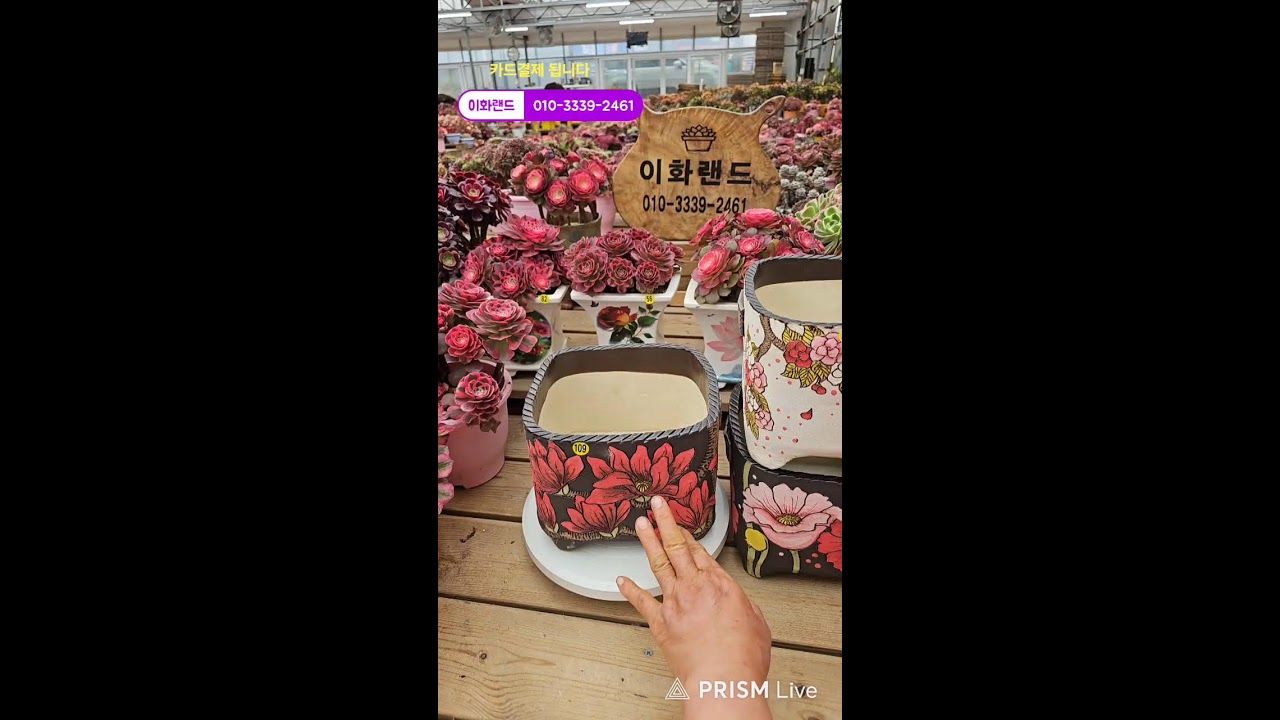 다남다육 (이화랜드) 라이브 스트리밍 중010-3339-2461문자주세요. 인천계양구이화동258-1
