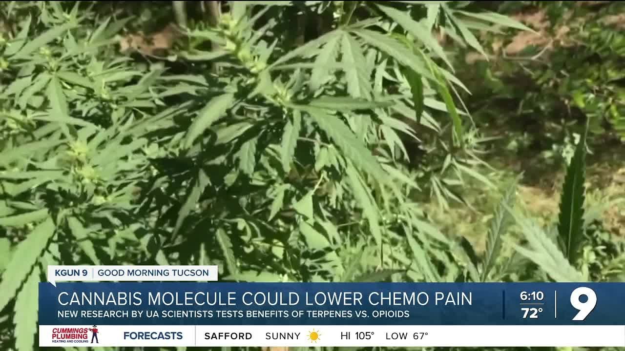 UA researchers say molecule in cannabis could 'make pain relief higher' for cancer patients