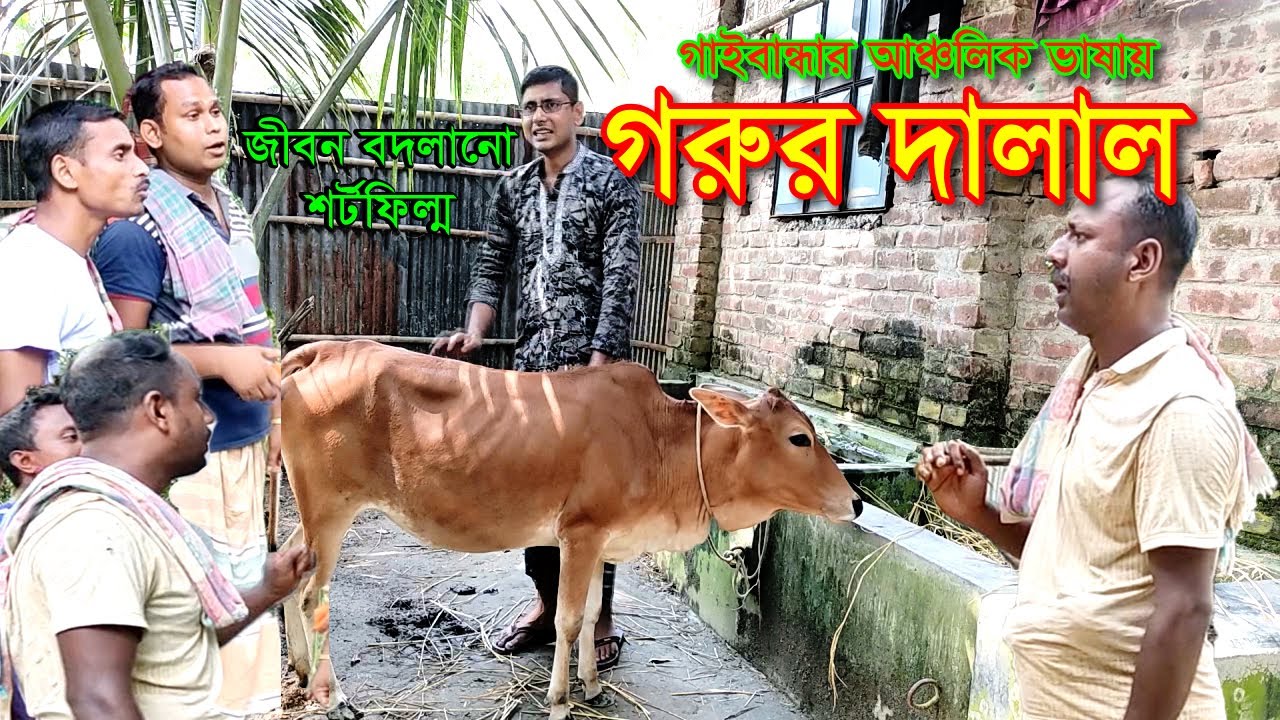 গরুর দালাল ! Gorur Dalal ! Bangla Natok Gorur Dalal / গাইবান্ধার আঞ্চলিক ভাষায় শর্টফিল্ম/ 5 Star Bd