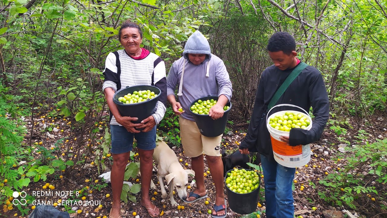 Fomos buscar umbu na caatinga.#sertão #umbu .