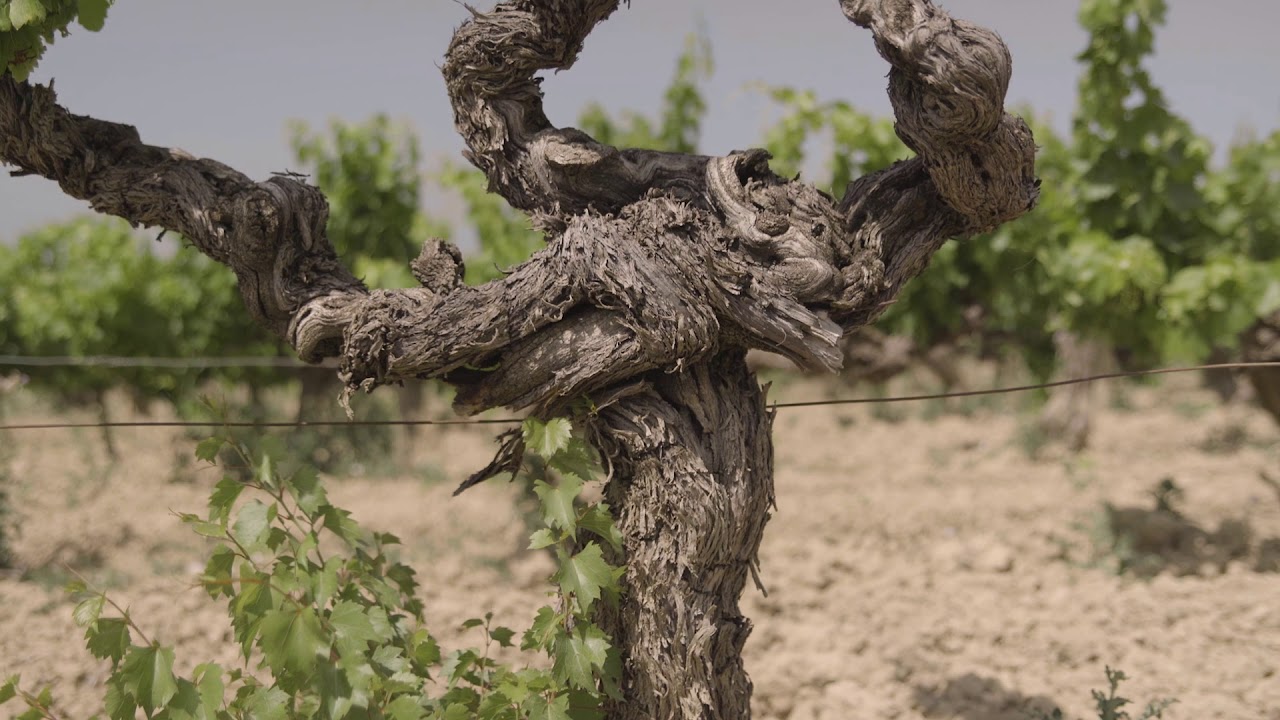 AOC Vacqueyras - The Taper of the Font des Papes - English subtitles