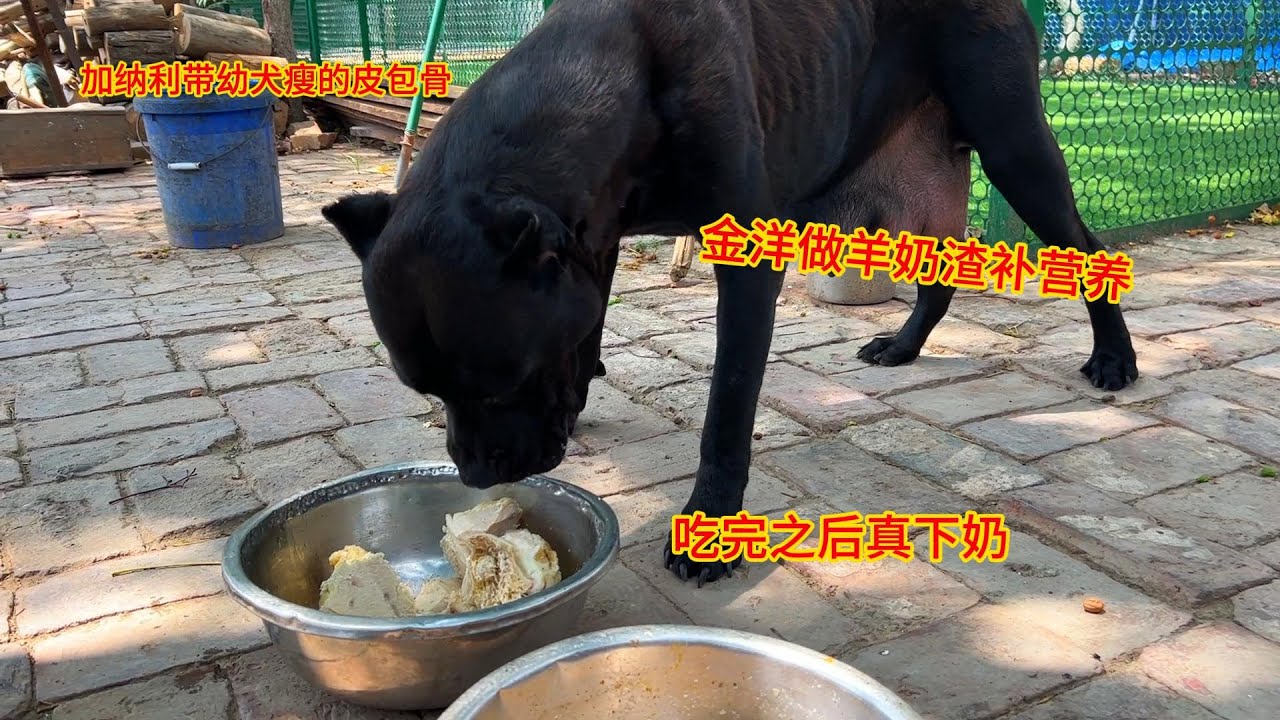 加纳利带幼犬瘦的皮包骨，金洋做羊奶渣补营养，吃完之后真下奶1