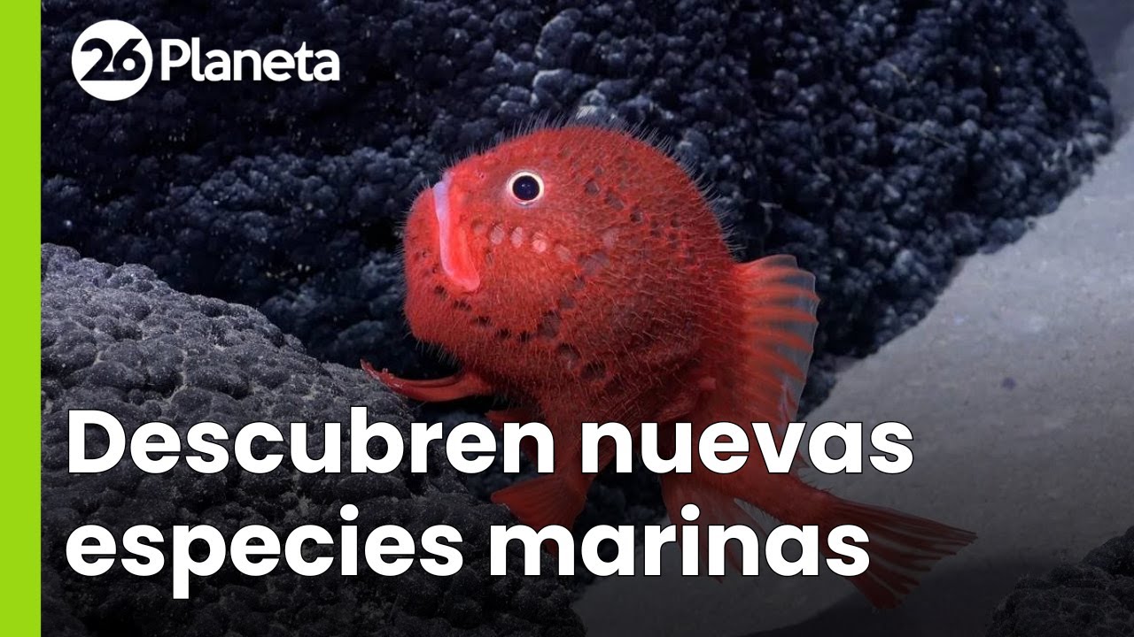 Asombroso descubrimiento en Chile: existen 100 especies marinas que no conocíamos | #26Planeta
