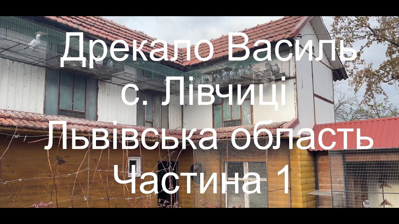 Дрекало Василь с.Лівчиці (клуб Жидачів) - знайомство з кращими голубами