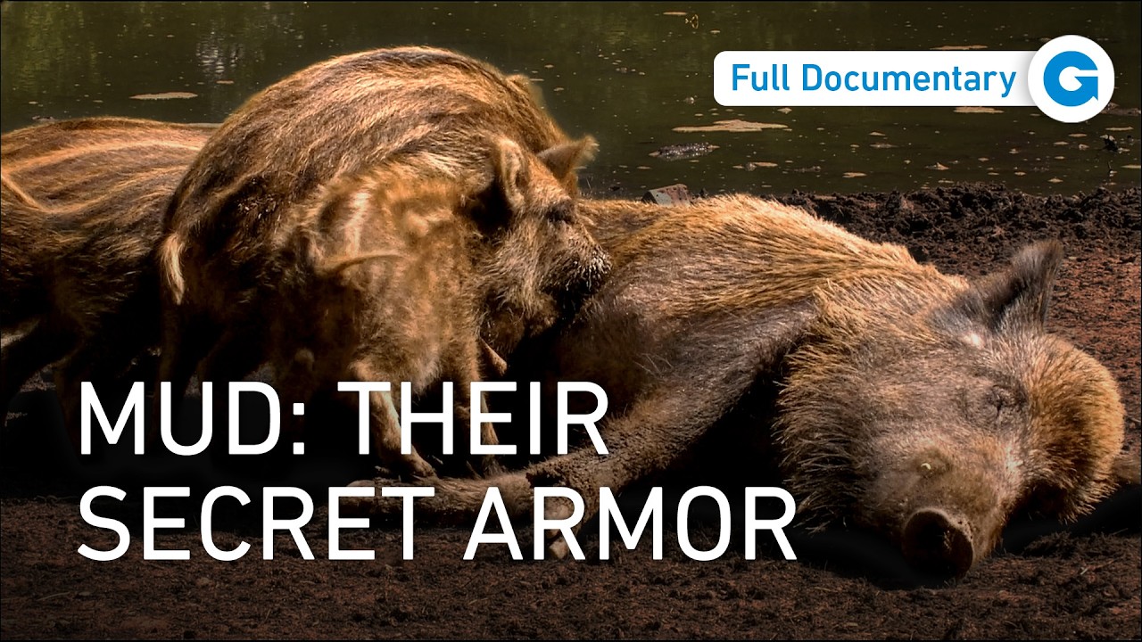 Beyond the Black Forest - Wild Germany | Full Documentary Part 3