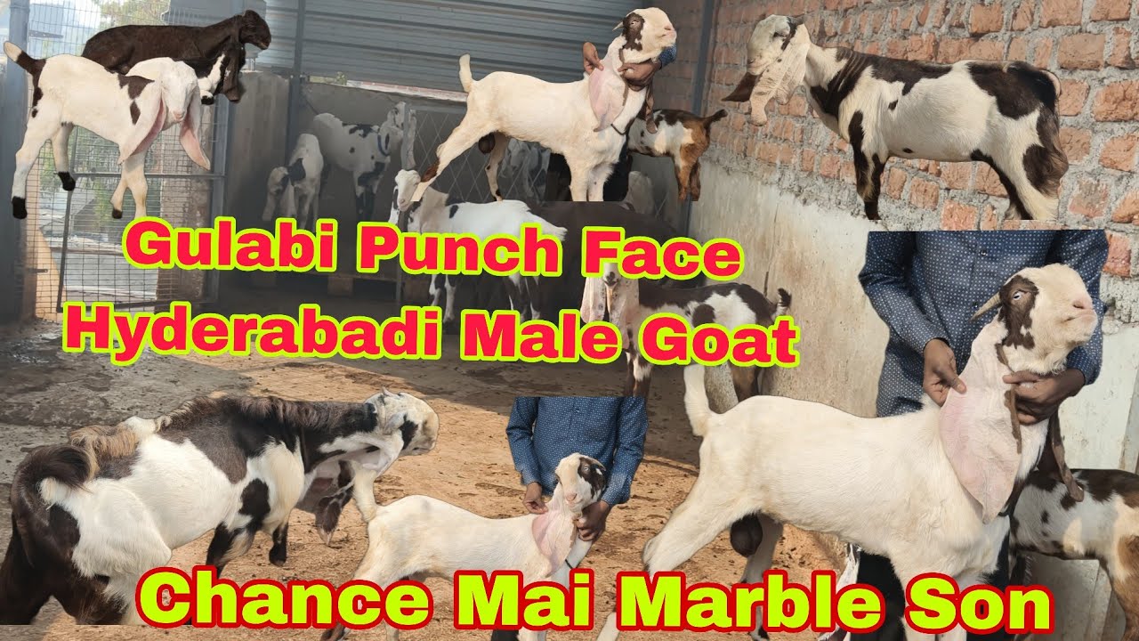Full White Gulabi Punch Face A-1  Quality Topmost Breedline Hyderabadi Male Goat Breeder|Gulabi King