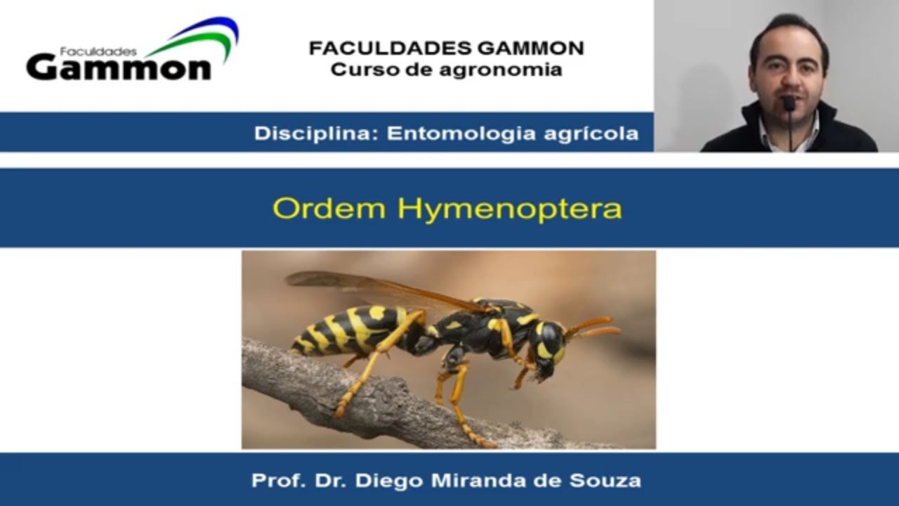 Ordens de Insetos de Importância Agrícola _ Hymenoptera