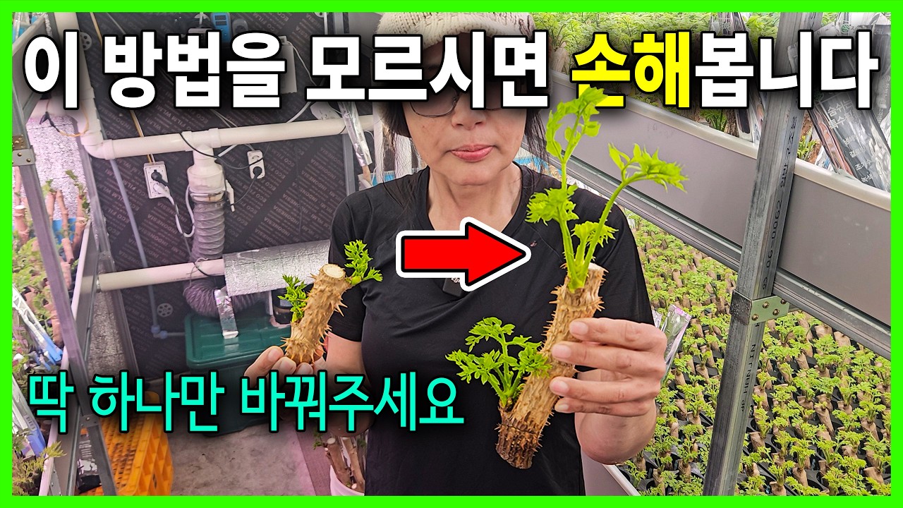 두릅 순을 뻥튀기 하는 방법!!💥 밭에서도 똑같이 하시면 됩니다