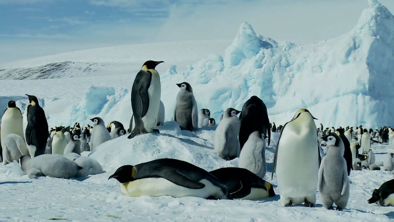 Emperor Penguin