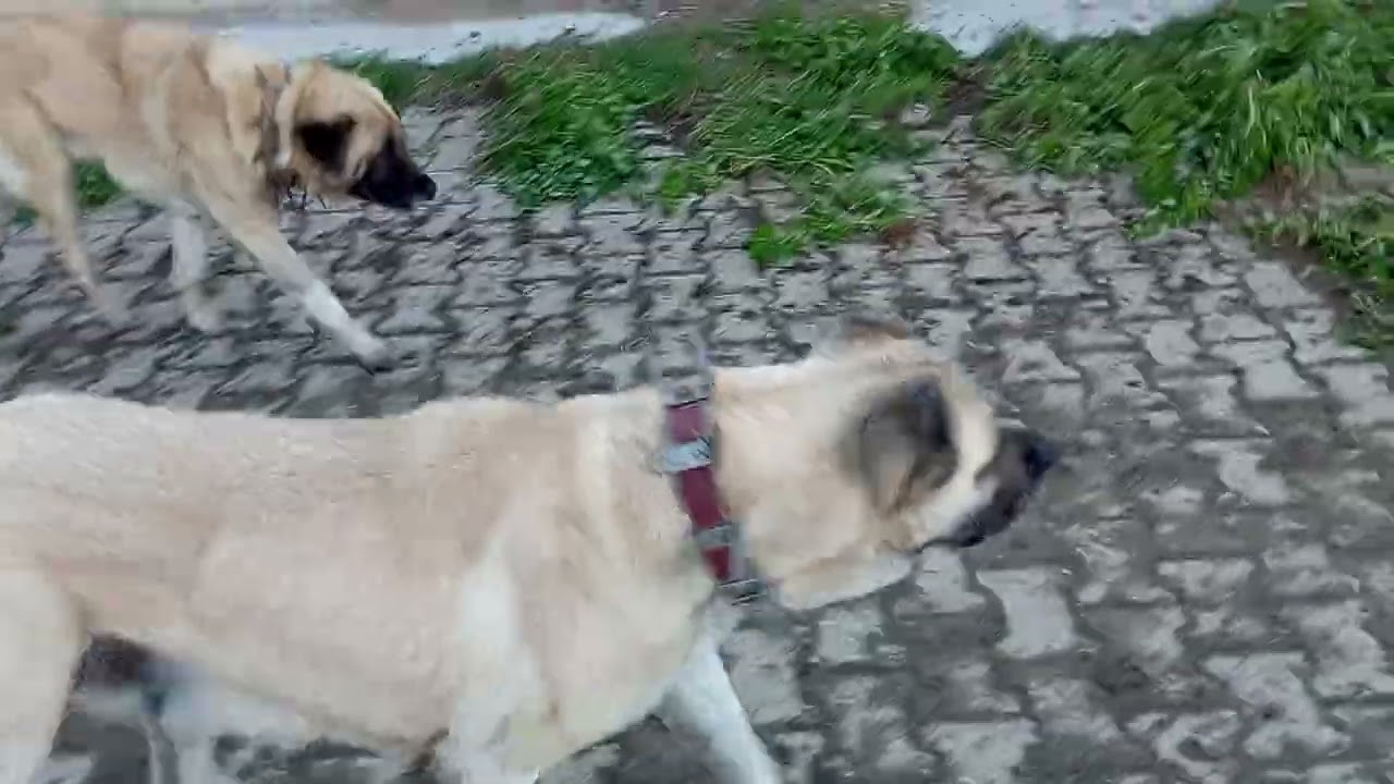 İNTERNET SIKINTISI DEVAM EDİYOR. EVE DÖNÜŞ YOLUNDA KÖPEKLER RAHAT DURMUYOR. ZİNÇİRİ FENA VURUYOR.