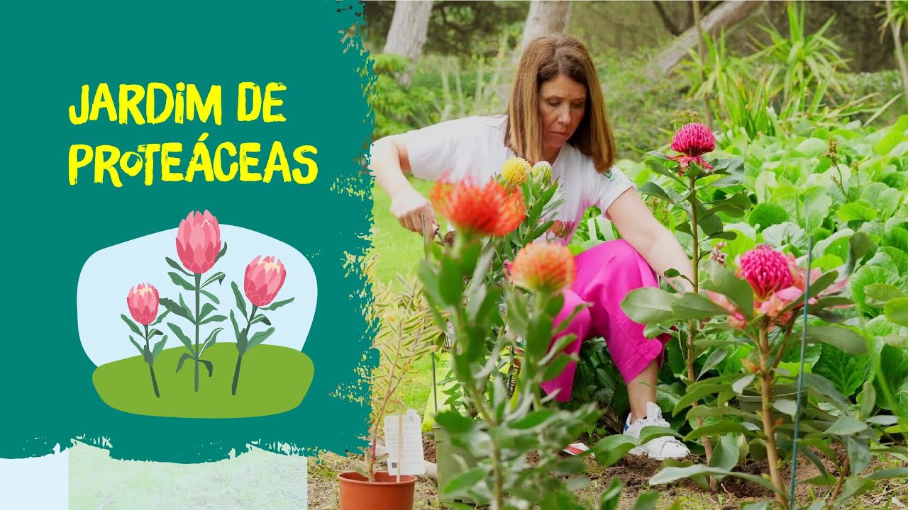 Jardim de proteáceas