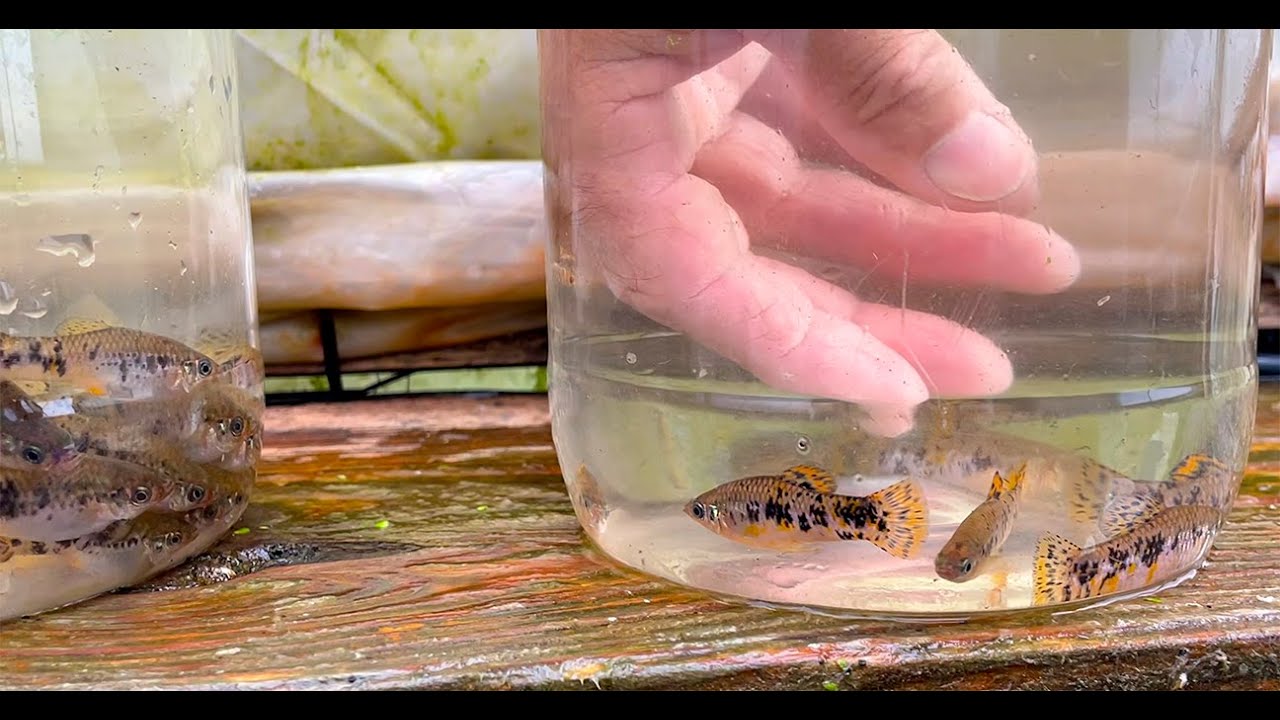 Breeding Selection • Limia vittata