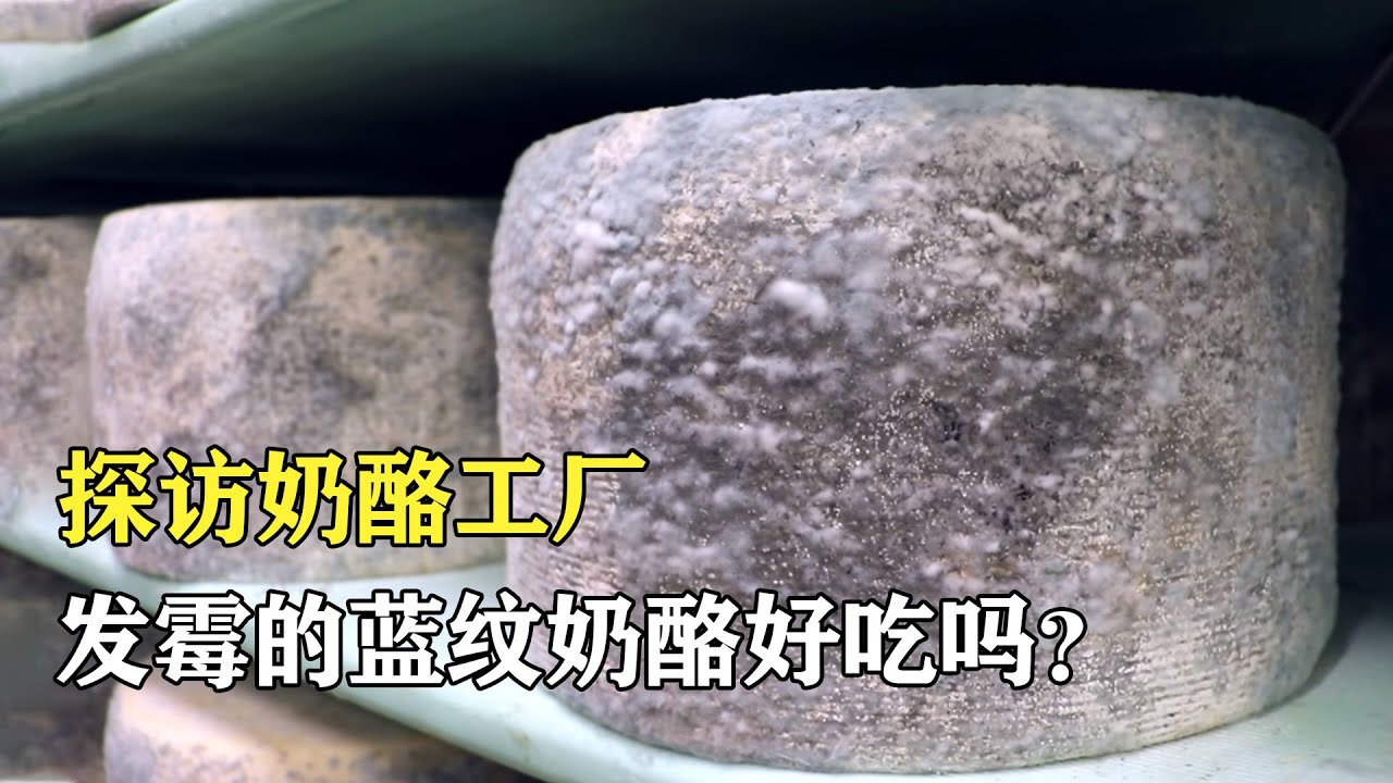 探訪起司工廠：臭名昭著的藍紋起司，為什麼讓無數人垂涎三尺
