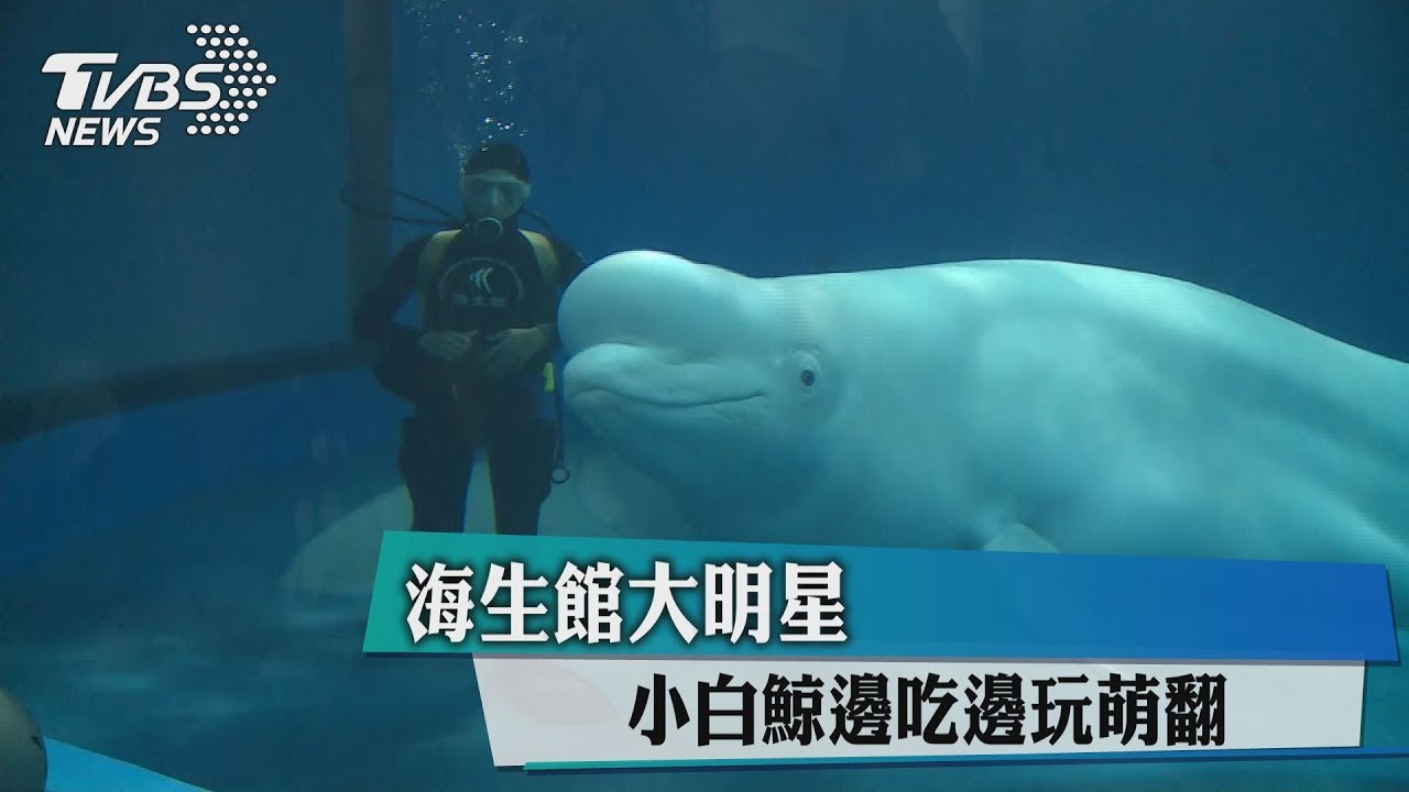 海生館大明星　小白鯨邊吃邊玩萌翻