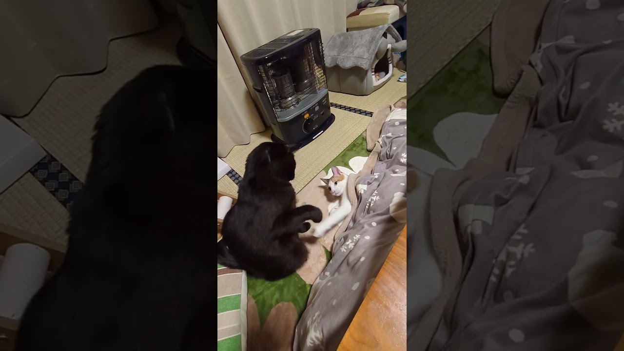 コタツの中には魔物がいる😱