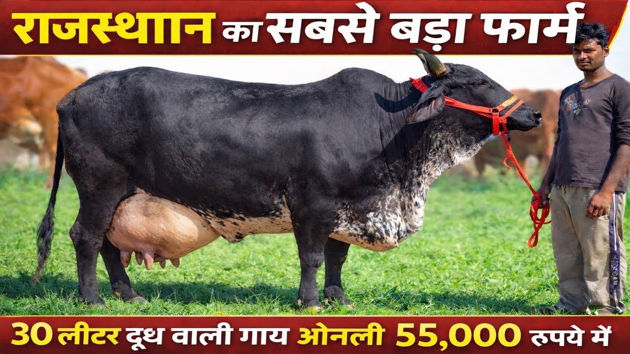 अब खरीदो 55 हजार में 30किलो दूध वाली गाय💥🐄☎️96608 03600_78772 50747