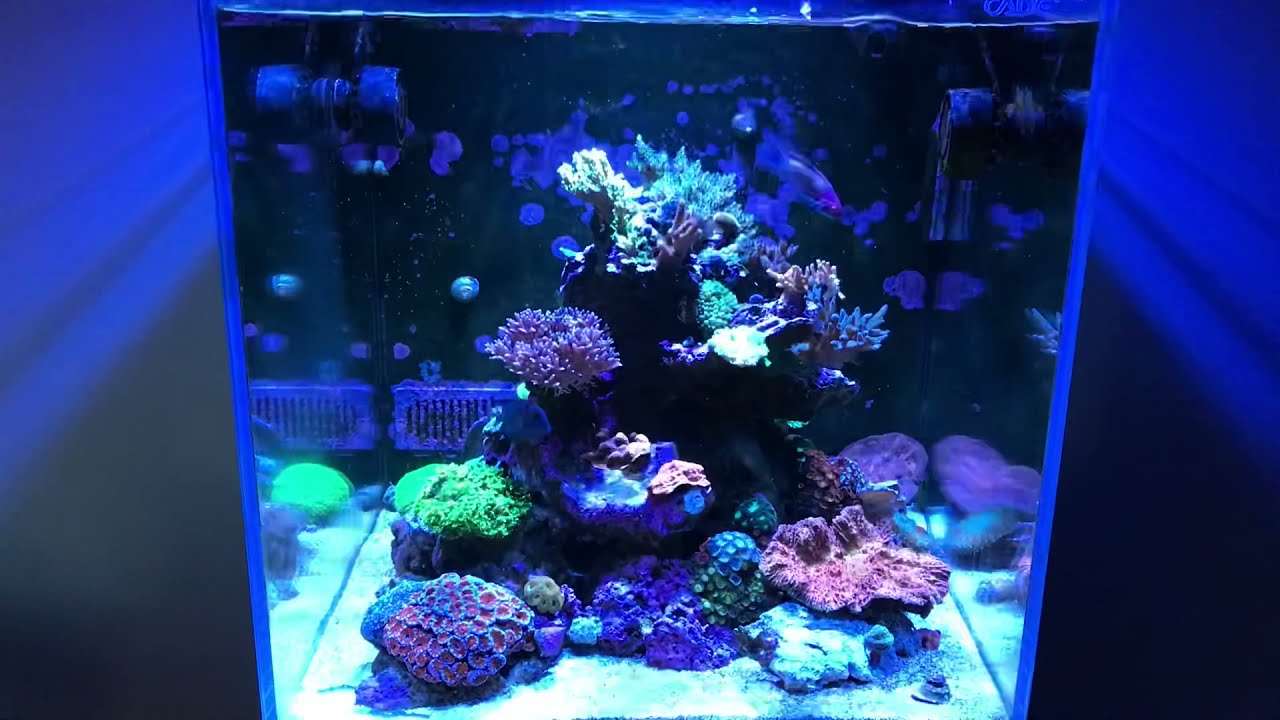 Can You Keep A Tang In A Small Aquarium?