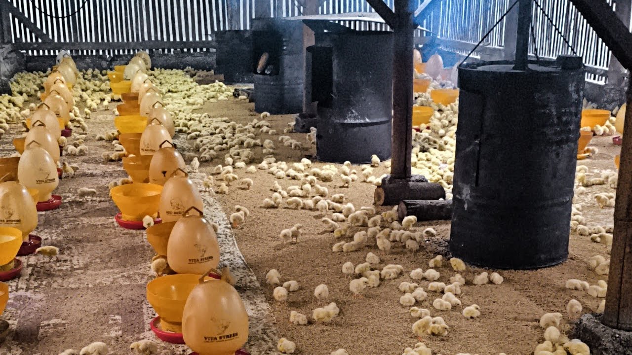 PART-2 TERNAK AYAM BROILER ATAU AYAM PEDAGING 