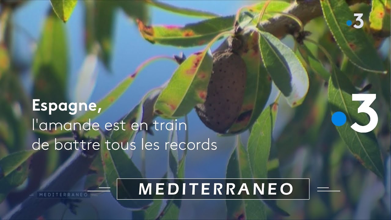 Espagne, la culture de l'amandier menace les sources d'eaux