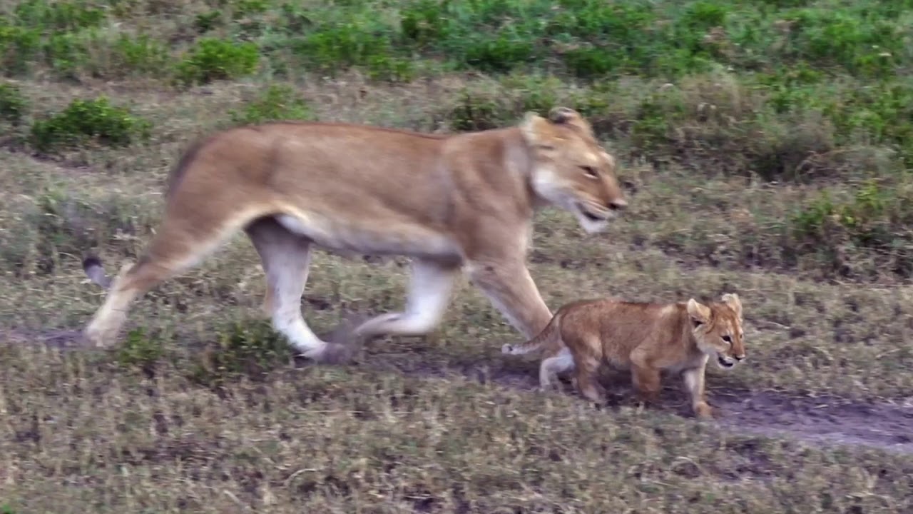 4 Lion Cubs going to eat with Mom in the  plain