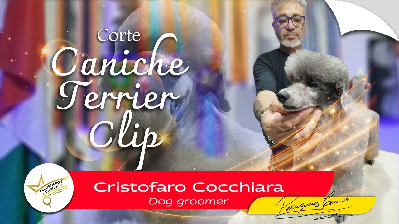 Caniche Terrier Clip. Corte Show con Tijeras. Corte de Competencia Terrier Clip.