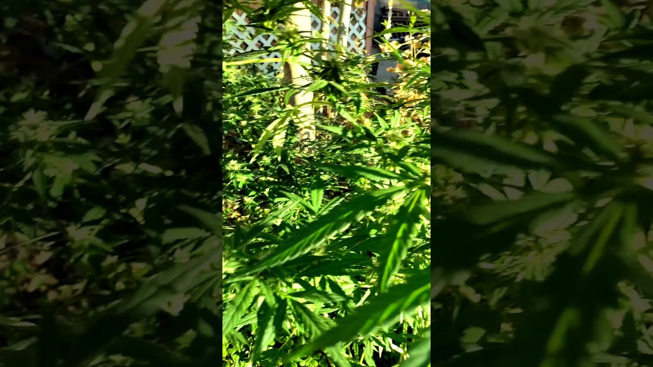 Outdoor Grow Sativa