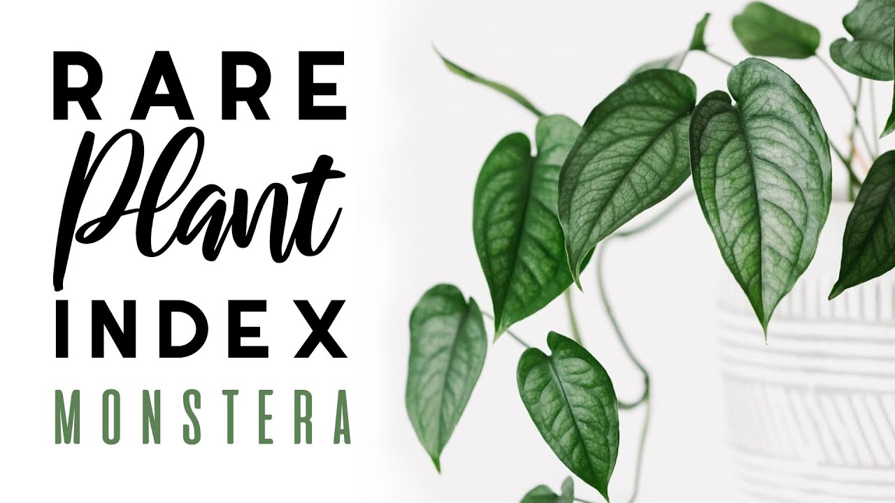 Rare Plant Index #5 | Monstera | Uncommon to Extremely Rare Plants!