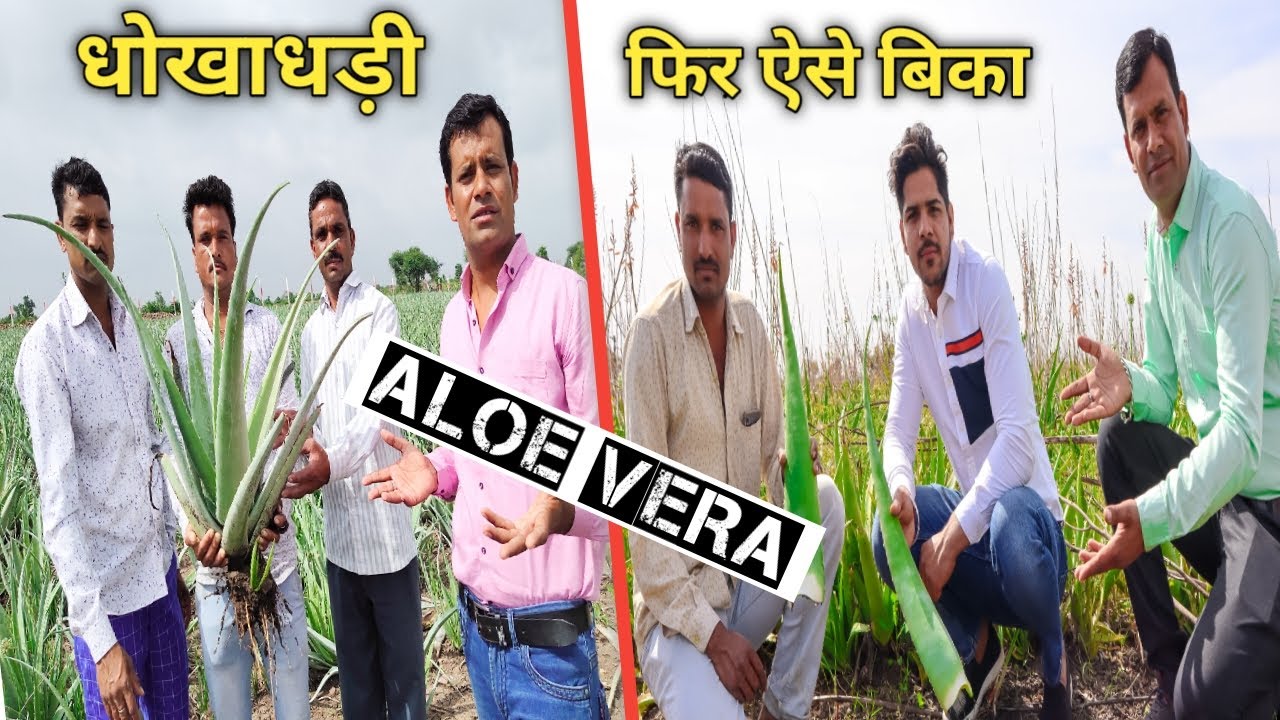 एलोविरा की फ़सल कैसे और कहाँ बेचें Aloevera ki kheti | Contract Farming