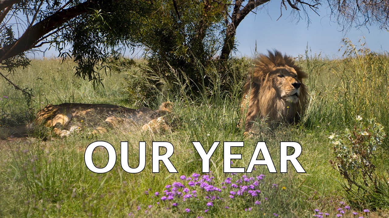 OUR YEAR