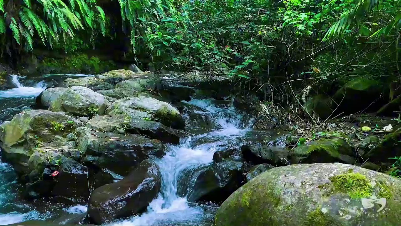 River Sounds for Sleeping, Soothing Forest Stream Ambience for Sleep and Meditation #river 5