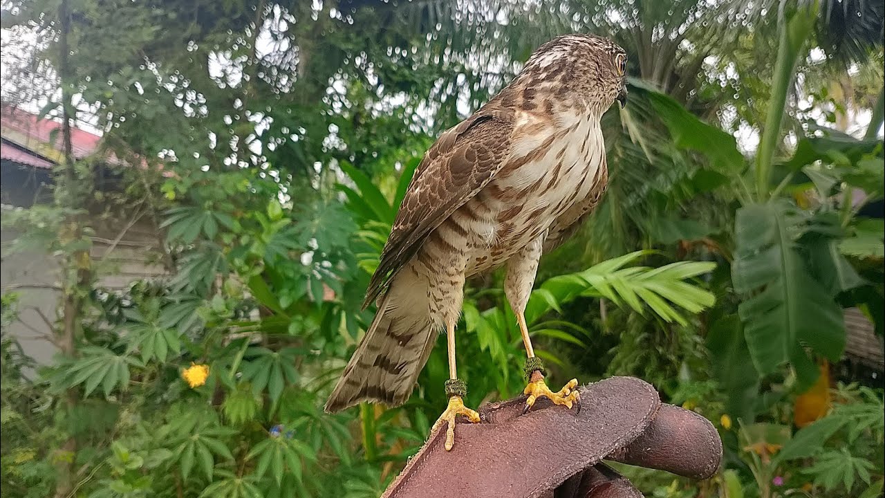 Hunting tipis tipis didepan rumah tetangga(japanese sparrowhawk)