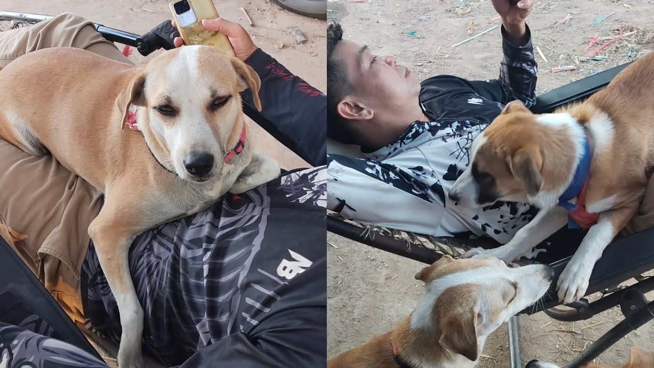 พากันแย่งรักพ่อ🥰❤️🌸💐#dog #animals #puppy #cute #pets 