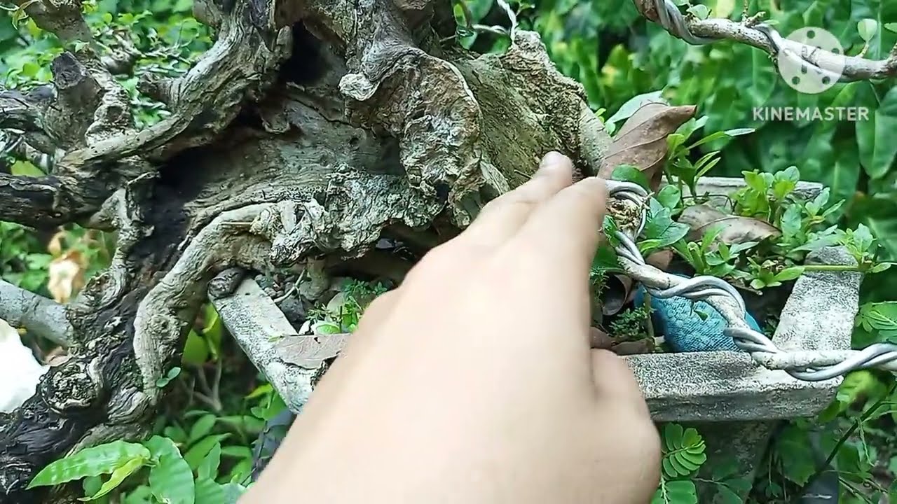 VERY OLD LOOKING TUGAS BONSAI