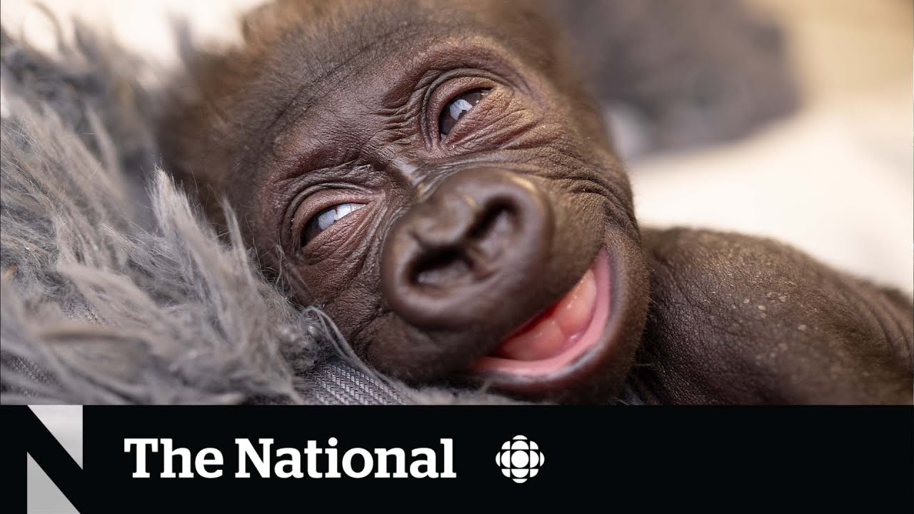#TheMoment a medical doctor delivered a baby gorilla