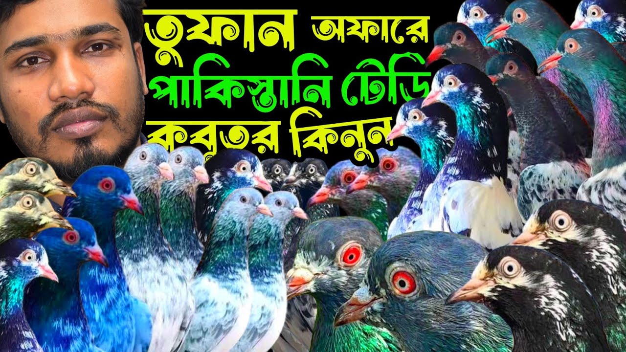 তুফান অফারে পাকিস্তানি টেডি,কামারগার,জালদার,চিলা,গররা,কালদম কবুতর কিনুন | বাকবাকুম পায়রা | Pigeon |