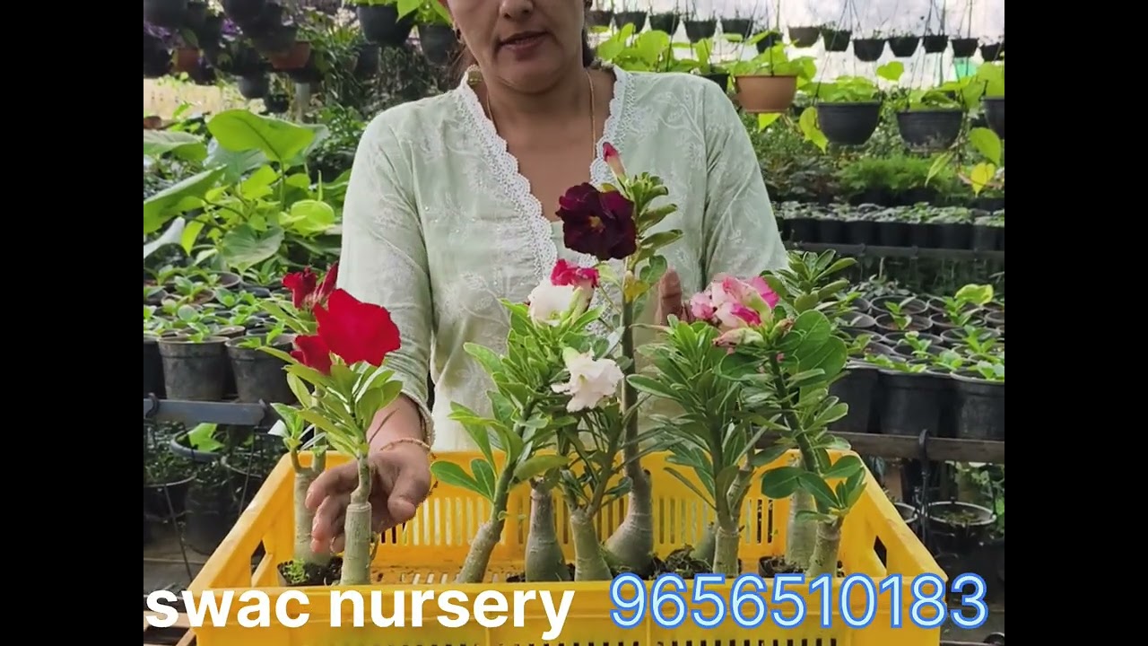 SWAC Nursery Is starting to sell plants online