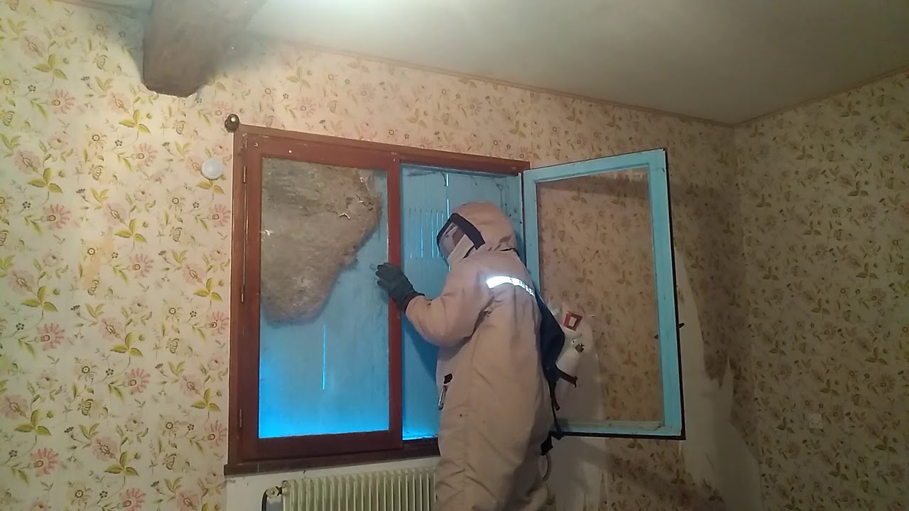 Nid de guêpes derrière une fenêtre