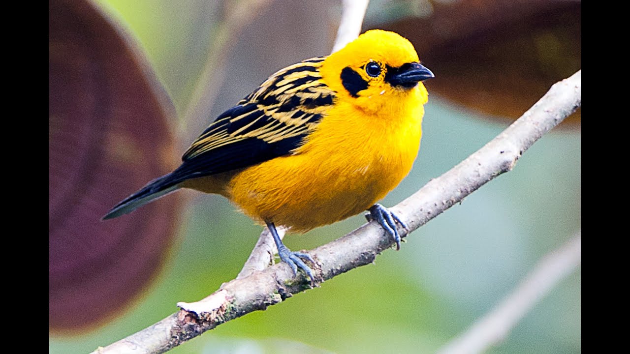 Birds of Colombia: A Collection
